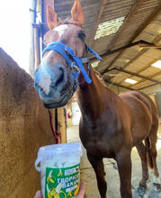 Load image into Gallery viewer, Tropicana Banana Horse Treats