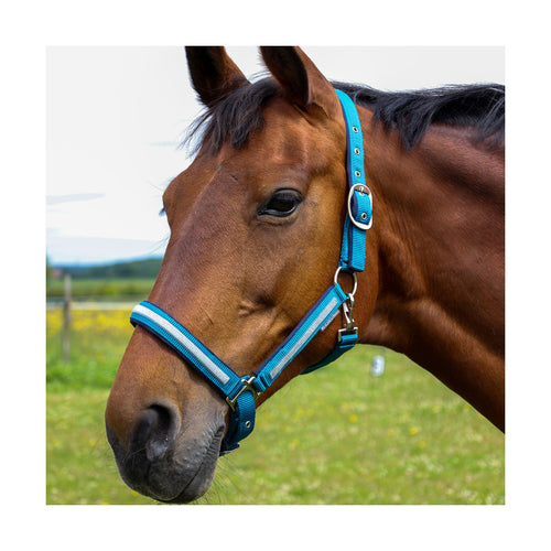 Hy Equestrian Mystic Head Collar