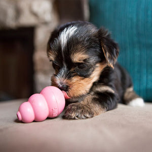 Kong Puppy