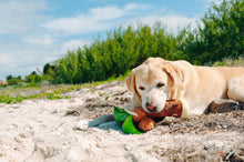 Load image into Gallery viewer, Tropical Paradise Puppy Palm