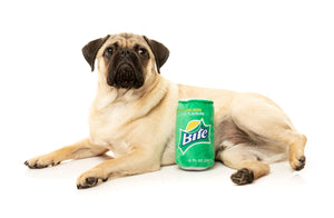 'Bite' Soda Dog Toy