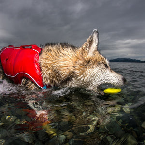 Kurgo Skipping Stones