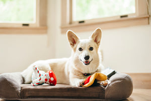 Barking Beakers Plush Dog Toy