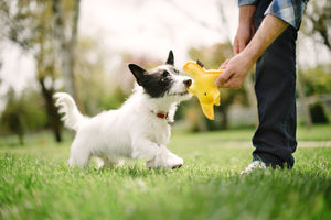 Starfish Plush Dog Toy