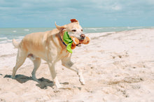 Load image into Gallery viewer, Tropical Paradise Puppy Palm