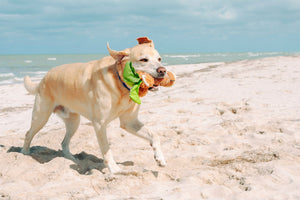 Tropical Paradise Puppy Palm