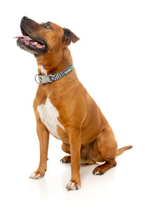 Northcote Dog Collar