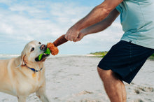 Load image into Gallery viewer, Tropical Paradise Puppy Palm