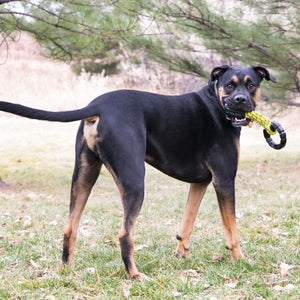 Kong Jaxx Braided Tug