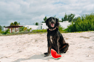 Tropical Paradise Wagging Watermelon