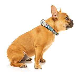 Dinosaur Land Dog Collar