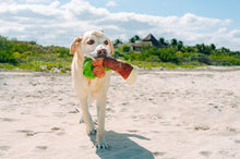 Load image into Gallery viewer, Tropical Paradise Puppy Palm