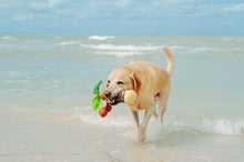 Load image into Gallery viewer, Tropical Paradise Puppy Palm