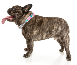 Lahania Dog Collar