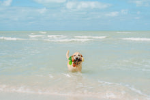 Load image into Gallery viewer, Tropical Paradise Puppy Palm